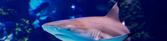 Atlantis aquarium