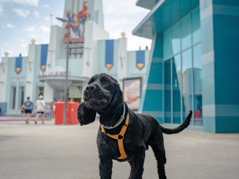 Dogs_Day - 6