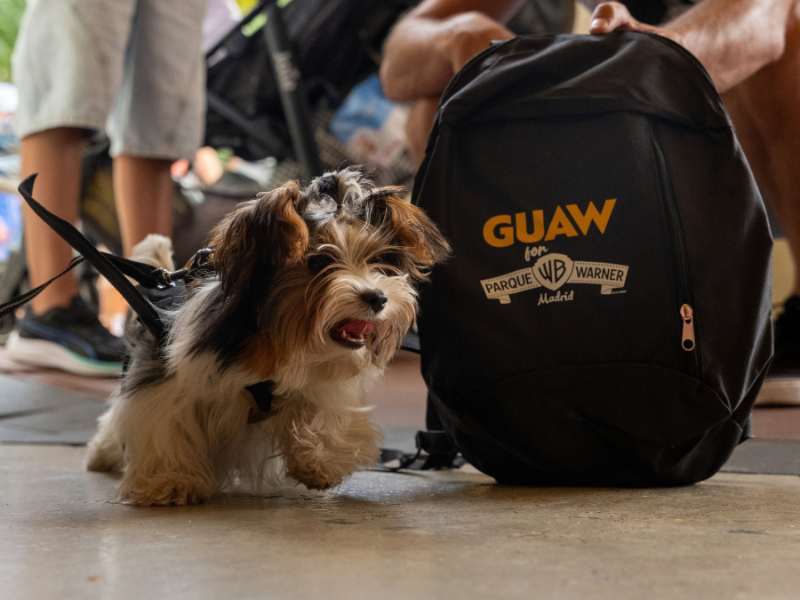 Dogs_Day - 5