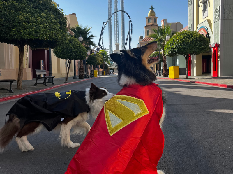 dogs-day-1 - 1