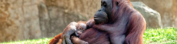 Zoo